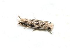 Erechthias zebrina