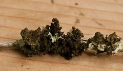 Tuckermanopsis platyphylla