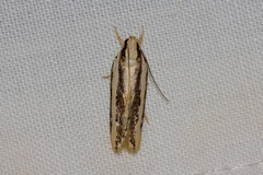 Ardozyga chionoprora