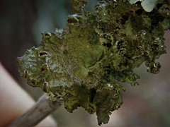 Tuckermanopsis platyphylla