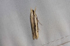 Ardozyga chionoprora