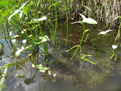 Potamogeton diversifolius