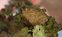 Tuckermanopsis platyphylla