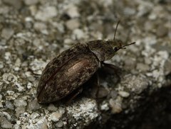 Epitragodes tomentosus