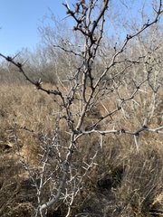 Vachellia rigidula