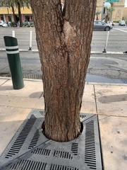 Tracheophyta