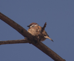 Passer montanus