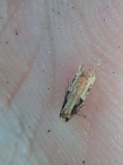 Crypsitricha pharotoma