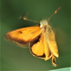 Choranthus vitellius