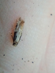 Crypsitricha pharotoma