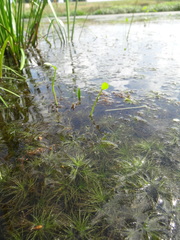 Potamogeton diversifolius
