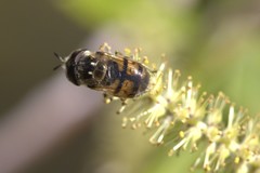 Copestylum marginatum