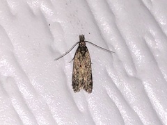 Dichomeris punctipennella