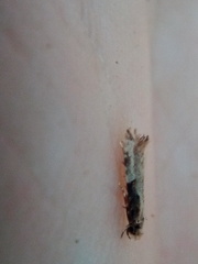 Crypsitricha pharotoma