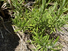 Conradina verticillata