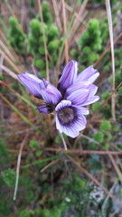 Gentianella corymbosa