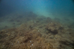 Eudistoma elongatum