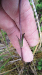 Gentianella corymbosa