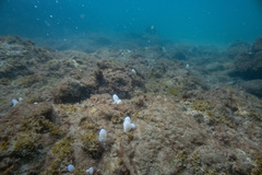 Eudistoma elongatum