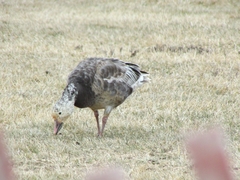 Anser caerulescens