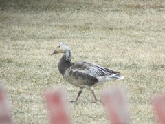 Anser caerulescens