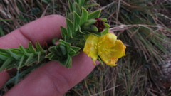 Hypericum ruscoides