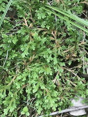 Selaginella pallescens