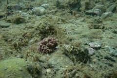 Lithothamnion crispatum