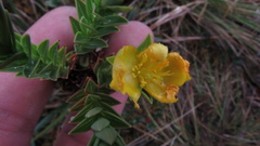 Hypericum ruscoides