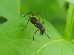 Taeniaptera trivittata