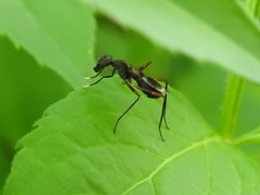 Taeniaptera trivittata