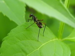 Taeniaptera trivittata