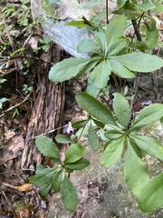 Berberis canadensis