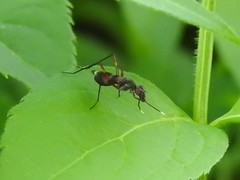 Taeniaptera trivittata