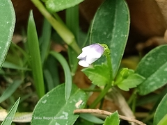 Torenia crustacea