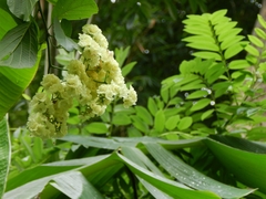 Cordia alba
