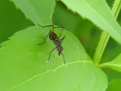 Taeniaptera trivittata