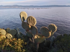 Opuntia ficus-indica