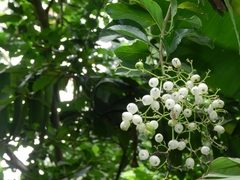 Cordia alba
