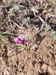 Allium scilloides