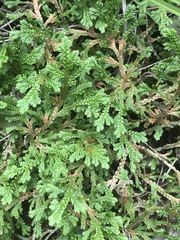 Selaginella pallescens