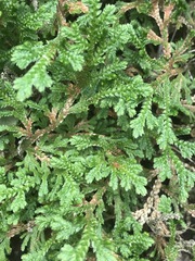 Selaginella pallescens