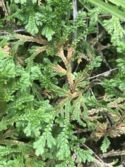 Selaginella pallescens