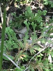 Selaginella pallescens