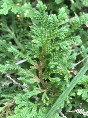 Selaginella pallescens