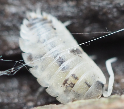 Rathke's Woodlouse photo 6