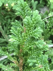 Selaginella pallescens
