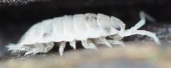 Oniscus asellus