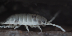 Oniscus asellus