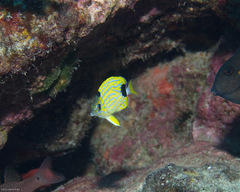 Chaetodon fremblii